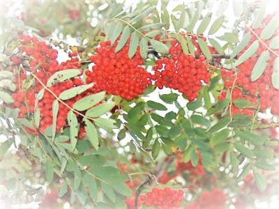 Горобина звичайна (рос. рябина обыкновенная) — Sorbus ausuparia L.